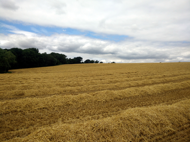 straw field image